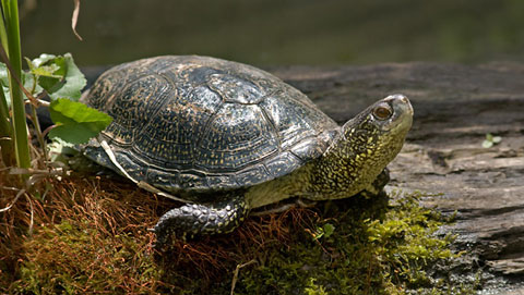 Riserva naturale di Monte Rufeno - La tartaruga d'acqua dolce