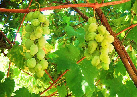 Bellissimi grappoli d'uva della zona dei Cimini