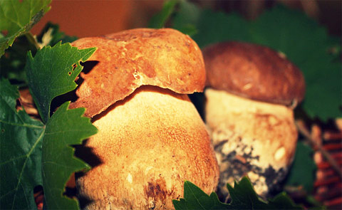 I funghi porcini del territorio di Vetralla